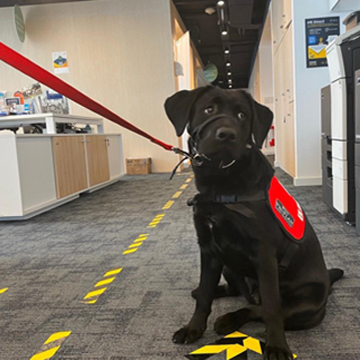 Nala服务犬训练Fundappas Uruguay Nala服务犬训练Fundappas Uruguay