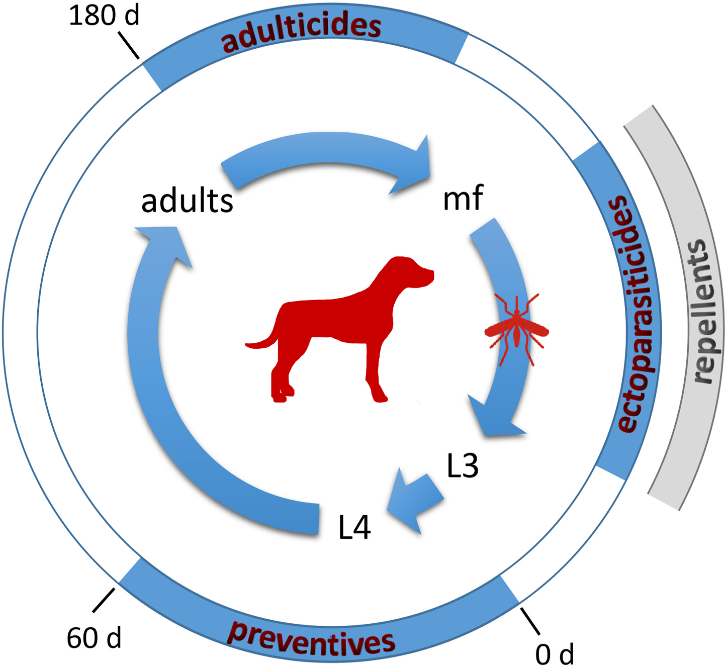 The lifecycle of heartworms The lifecycle of heartworms