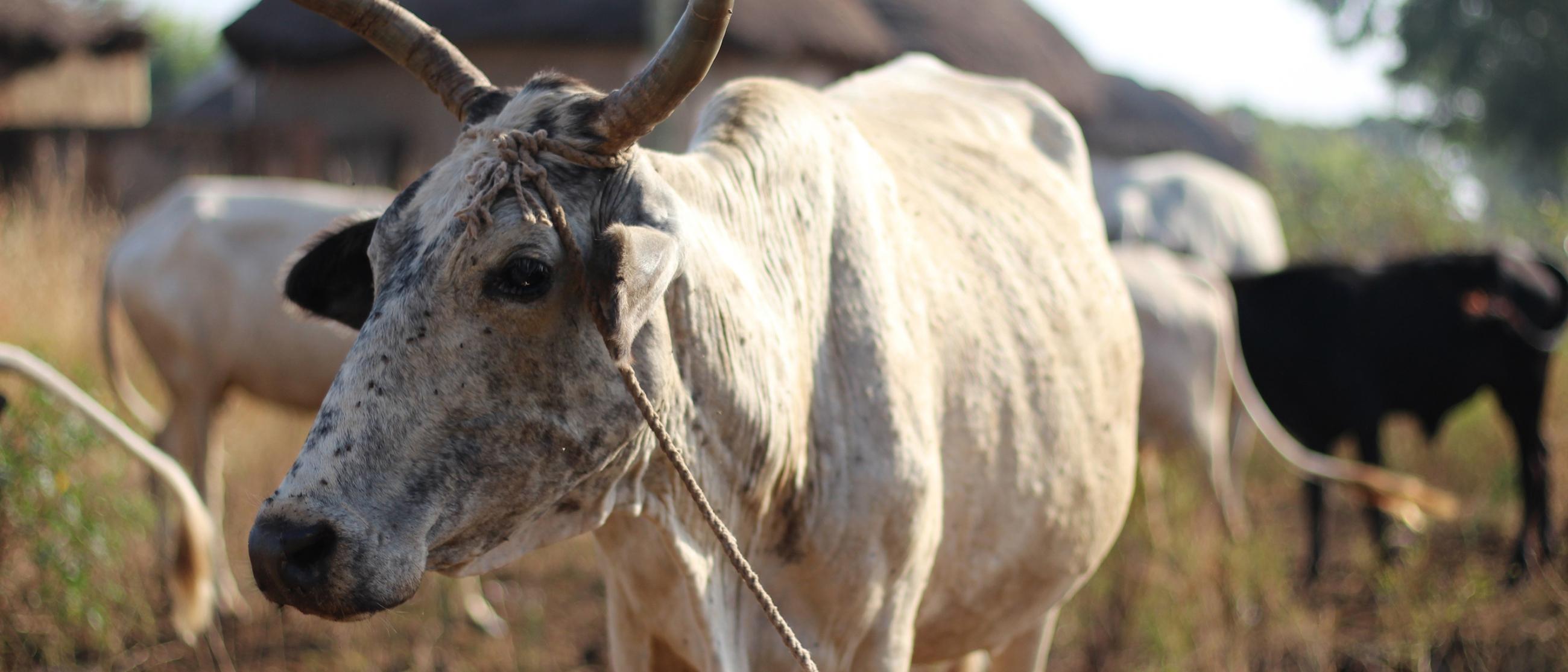 This_ensures_food_security_for_one_year_002