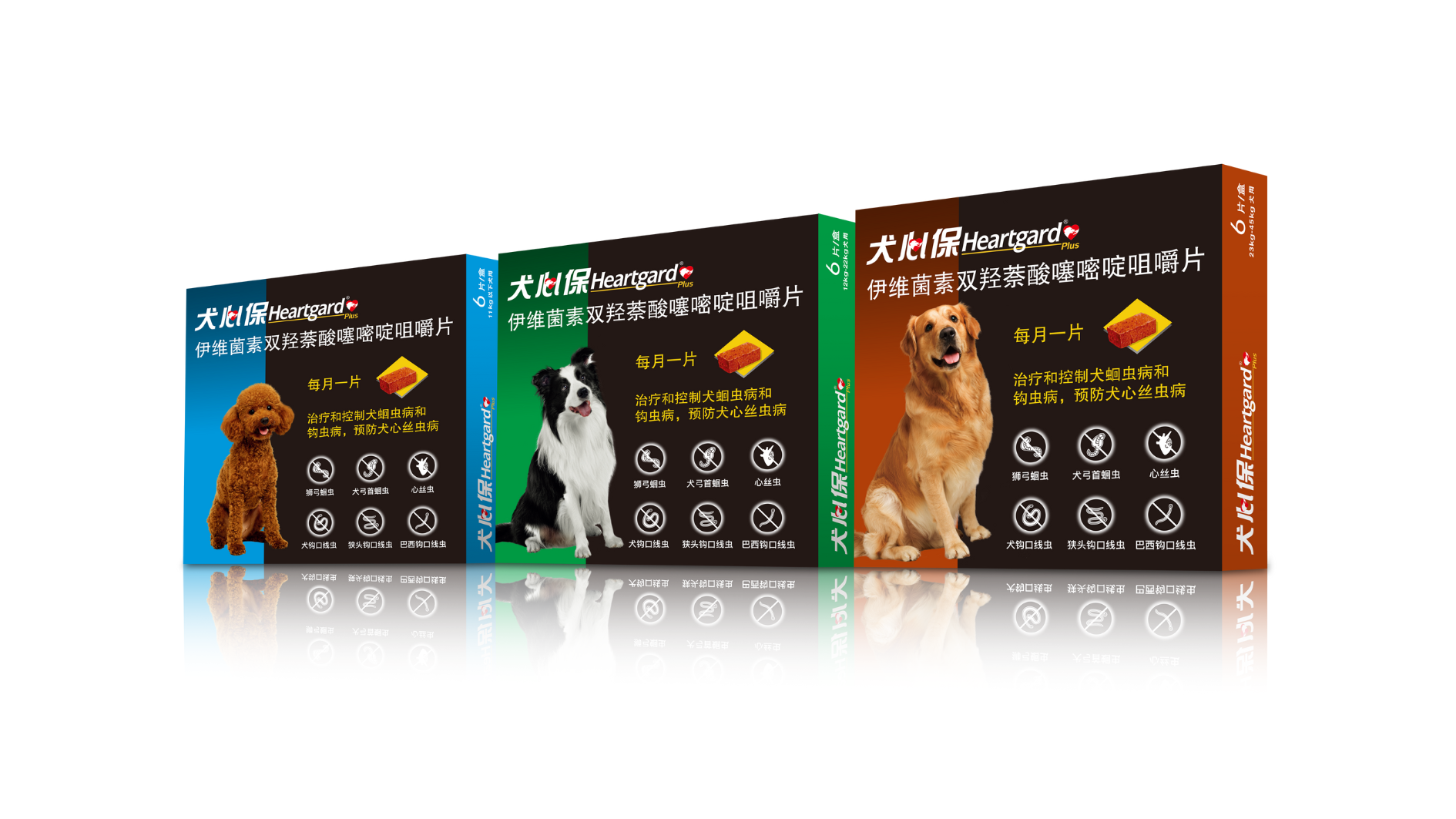 犬心保 犬心保