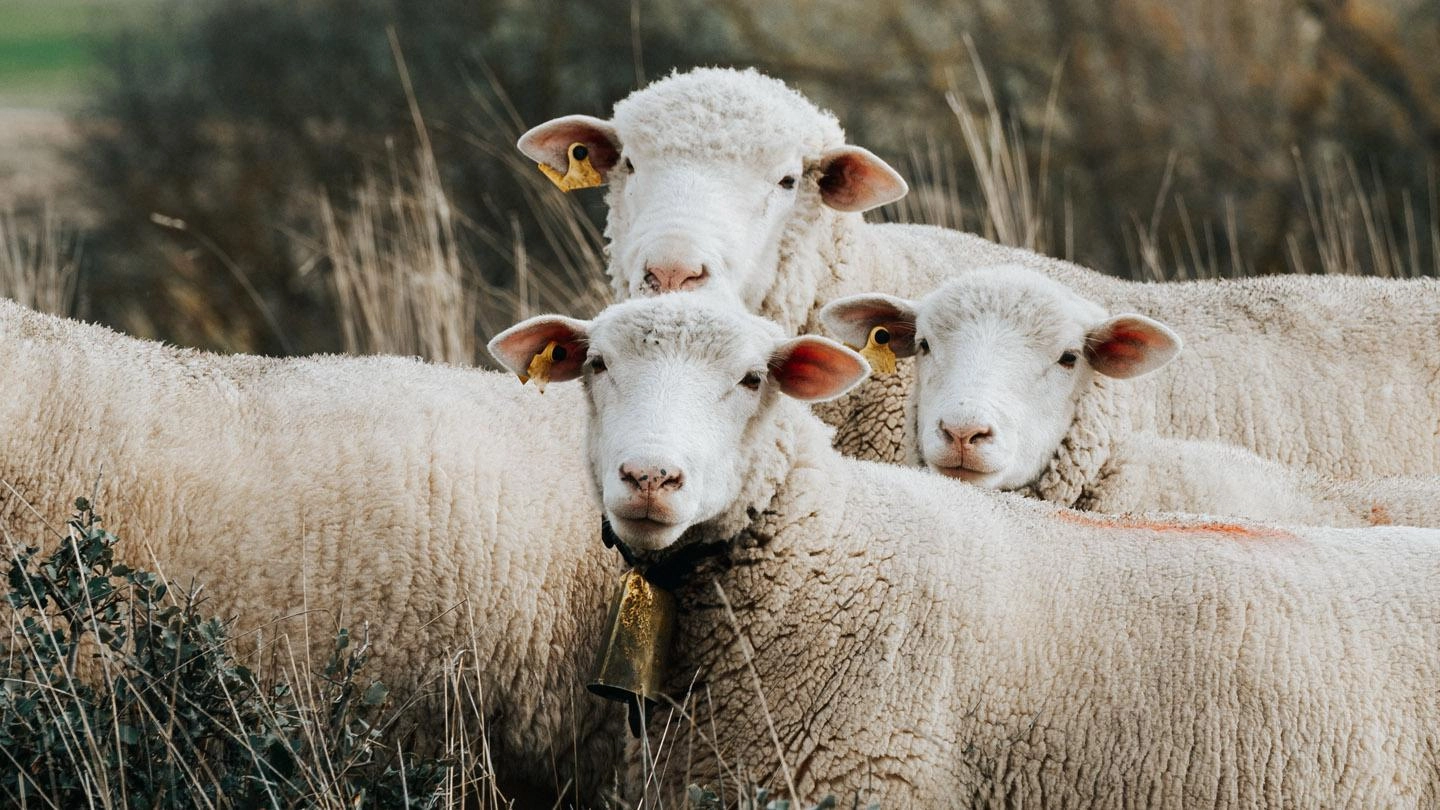 Sheep with bell are looking at camera