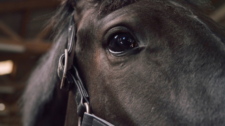 horse-2 horse-2