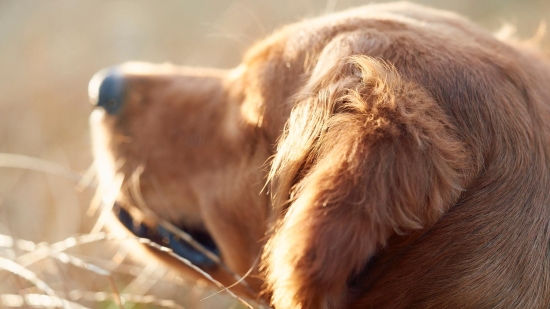 Head of golden brown dog in sunlight