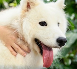 Person gently holding a fluffy white dog outdoors
