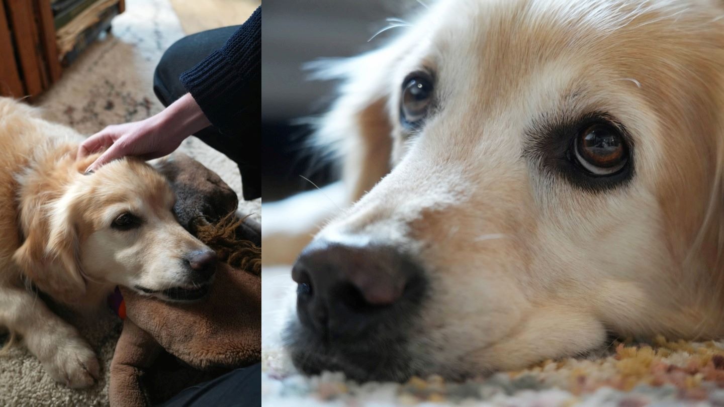 一只金色长毛狗躺在地毯上，一只手正轻轻抚摸狗的头部，狗的旁边放着一只玩具。