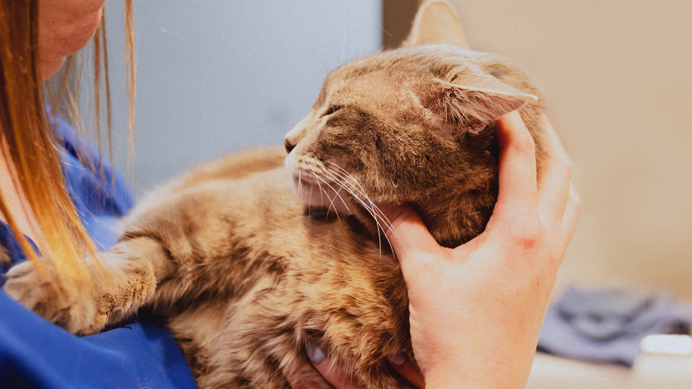 兽医正在为一只橘猫进行检查