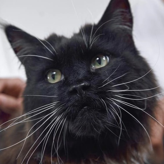 一位猫主人正在抚摸一只黑色毛茸茸的猫