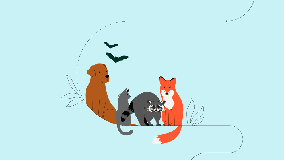 动画图示展示可传播狂犬病的不同动物