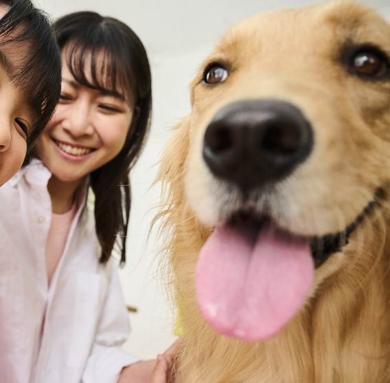 面带微笑的母亲和女儿正在抚摸她们的金毛犬