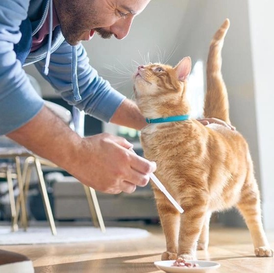 一位宠物主人正在管理自己猫咪的糖尿病